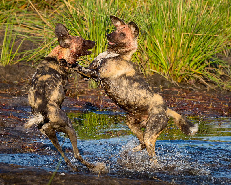 African Wild Dogs - Copyright © Rikki Swenson