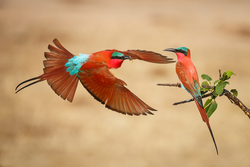 Carmine Bee-eaters - Copyright © Rikki Swenson