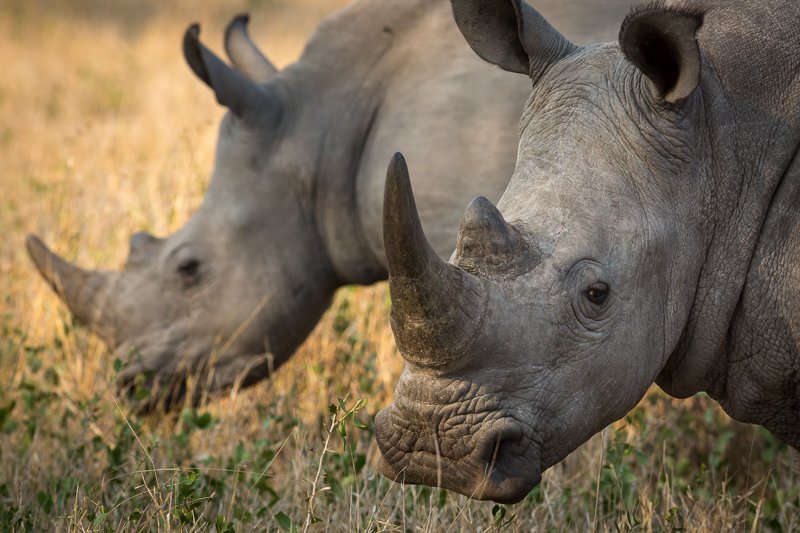 White Rhinos - Copyright © Rikki Swenson