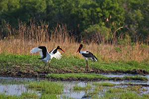 Saddle-billed Storks, Kafue River