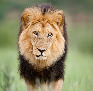 Kruger Park, Lion