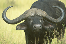 Buffalo in Savuti