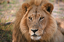 Lion in Chobe
