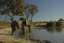 Elephant in Moremi Game Reserve, Botswana