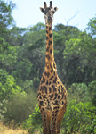 Giraffe in South Luangwa