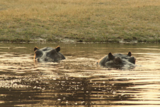 Hippos - Lake Kariba