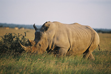 Rhino at Khama Sanctuary