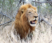 Lion in Chobe National Park