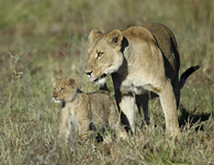 Lioness and cub in Botswana