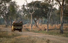 Game drive in South Luangwa