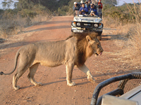 Lion, South Luangwa National Park