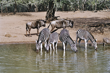Zebras and Wildebeests in Mkuzi Reserve