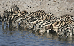 Zebras in Kruger Park