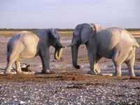 Elephants in the Etosha National Park