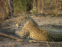 Leopard seen in the Moremi National Park