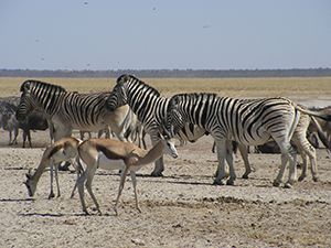 Wildlife in the Etosha National Park