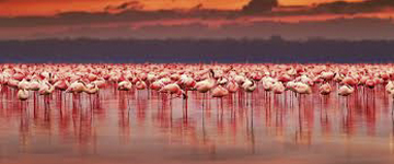 Flamingo's at Lake Nakuru