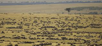 Migration Masai Mara