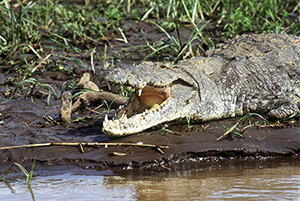 Crocodile at the famous Mzima Springs