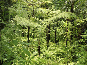 Masoala rainforest
