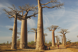 Baobab Alley, madagascar