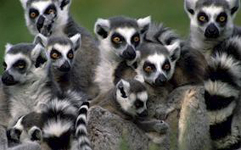Lemurs seen in Madagascar