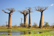 Baobab Trees, Madagascar