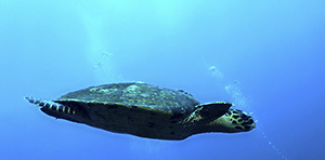 Tsarabanjina Turtle seen scuba diving