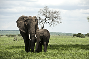 Elephant - Hwange National Park,  Zimbabwe