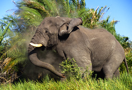 Elephant in Botswana