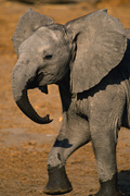 Elephant safari image
