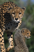 Cheetahs in Africa