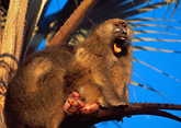 African safari image - Baboons