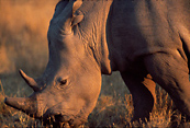 African Safari image - White Rhino