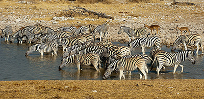 Burchell's zebras in Etosha, Namibia