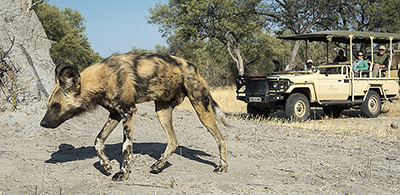 African Wild Dog - Gomoti Tented Camp, Botswana