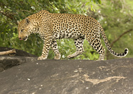 Cape Leopard
