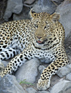 Cederberg leopard