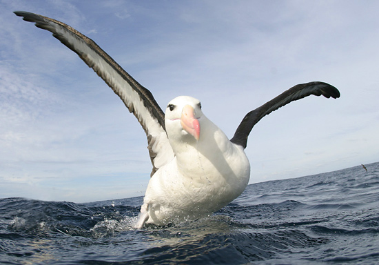 Black-browed albatross seen on a pelagic birding cruise