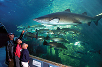 Two Oceans Aquarium - sharks