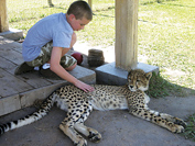 Cheetah at Spier Estate