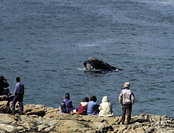 Whale watching in Hermanus