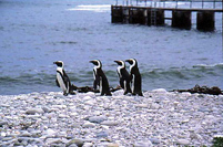 Penguins at the jetty