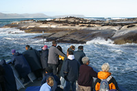 Cape Fur Seals at Duiker Island