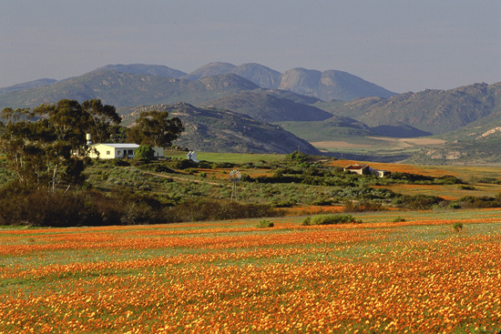 Spring flowers in Namaqualand