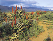 Aloes - West Coast wilderness