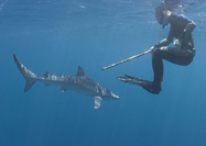 Snorkeling with a Blue shark