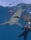Underwater with a Blue shark