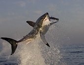 Great White shark predation