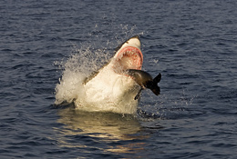 White shark and seal